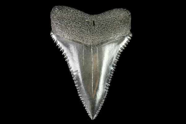 A beautifully preserved, serrated tooth a great White Shark from Georgia.